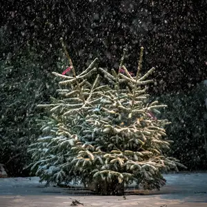 Christbäume