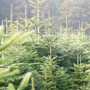 Junge Fichten im Wald